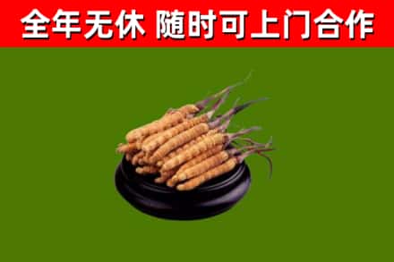 企石镇烟酒回收冬虫夏草.jpg